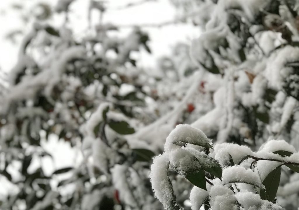 2022年雪