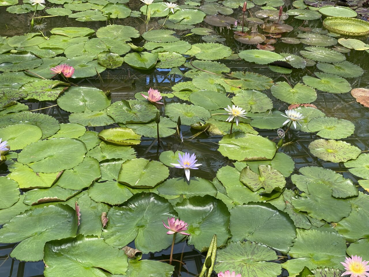 観蓮会
