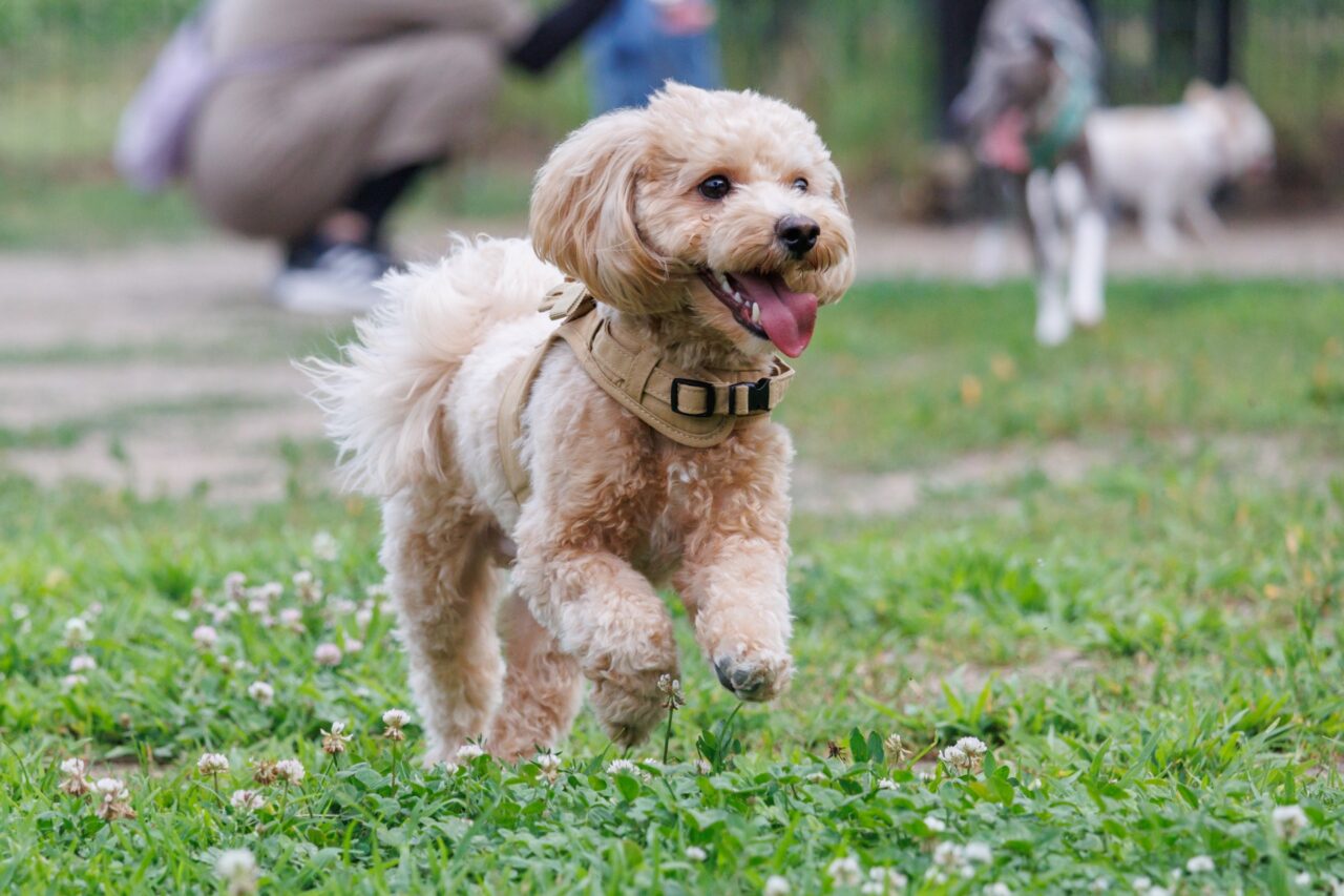 ドッグフェスタ