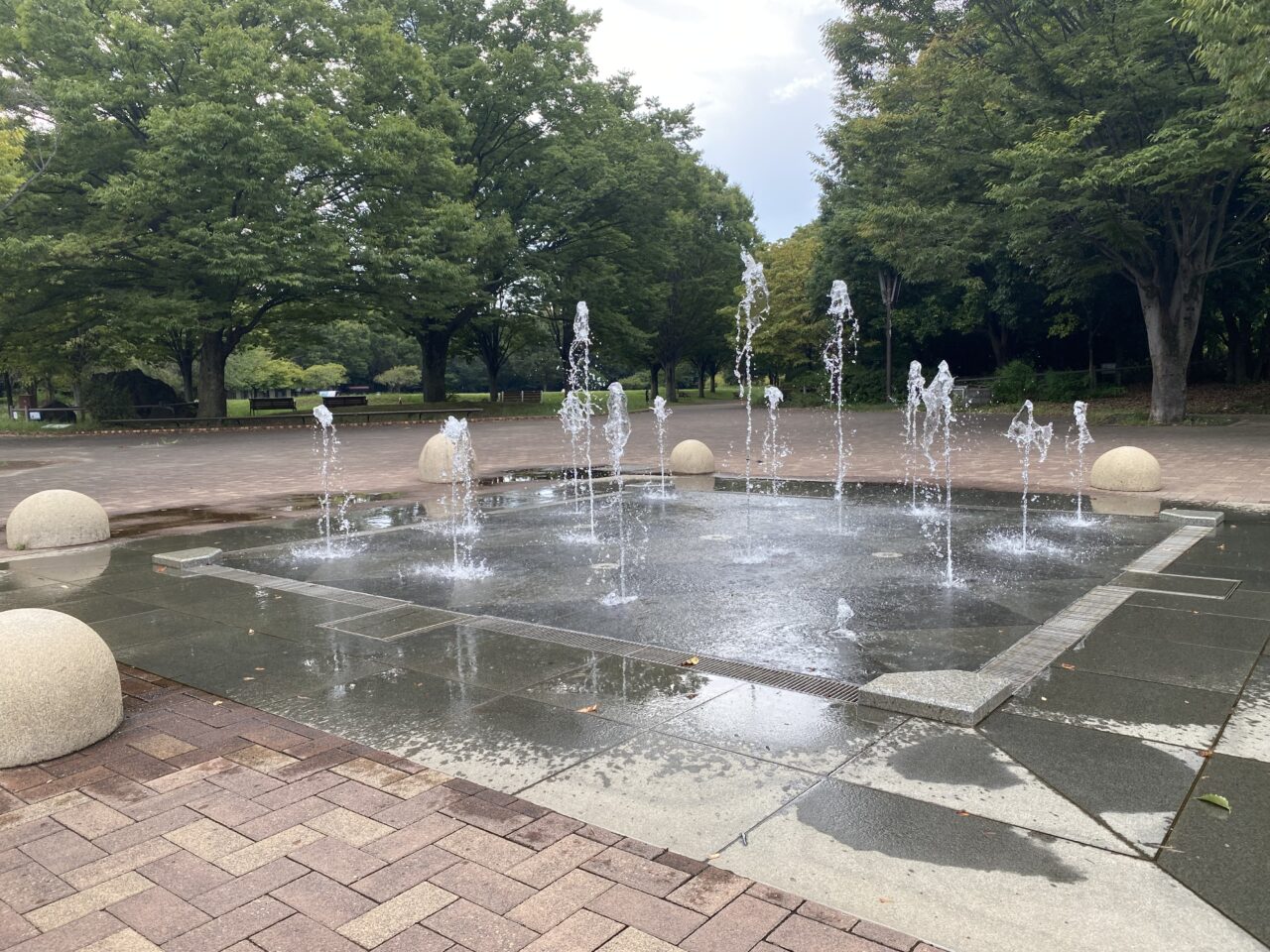 ドッグフェスタ