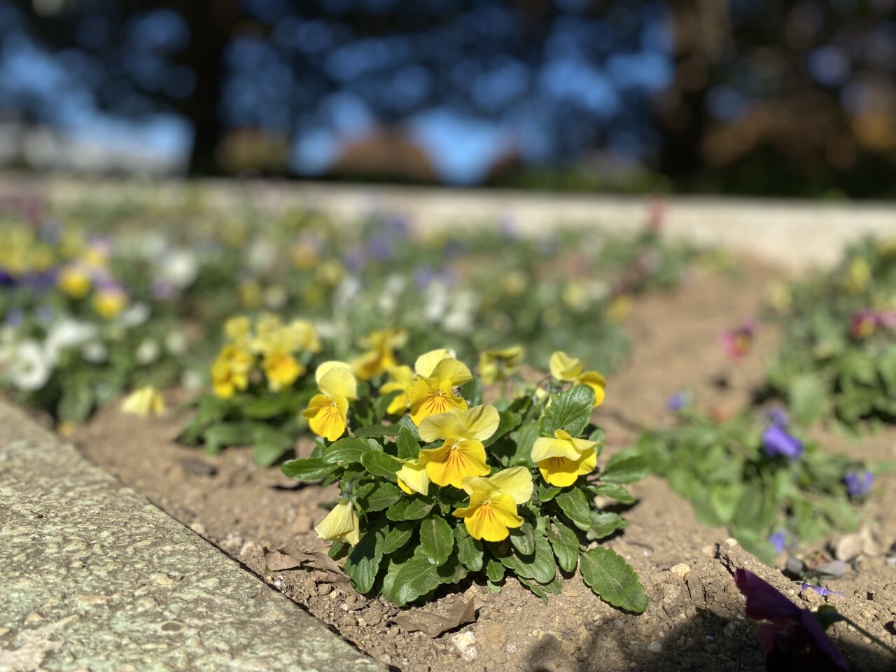 ほくっとまつり