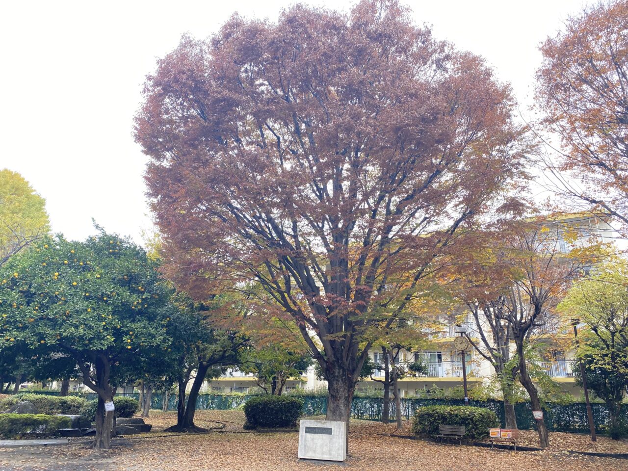 ひばりフェスタ