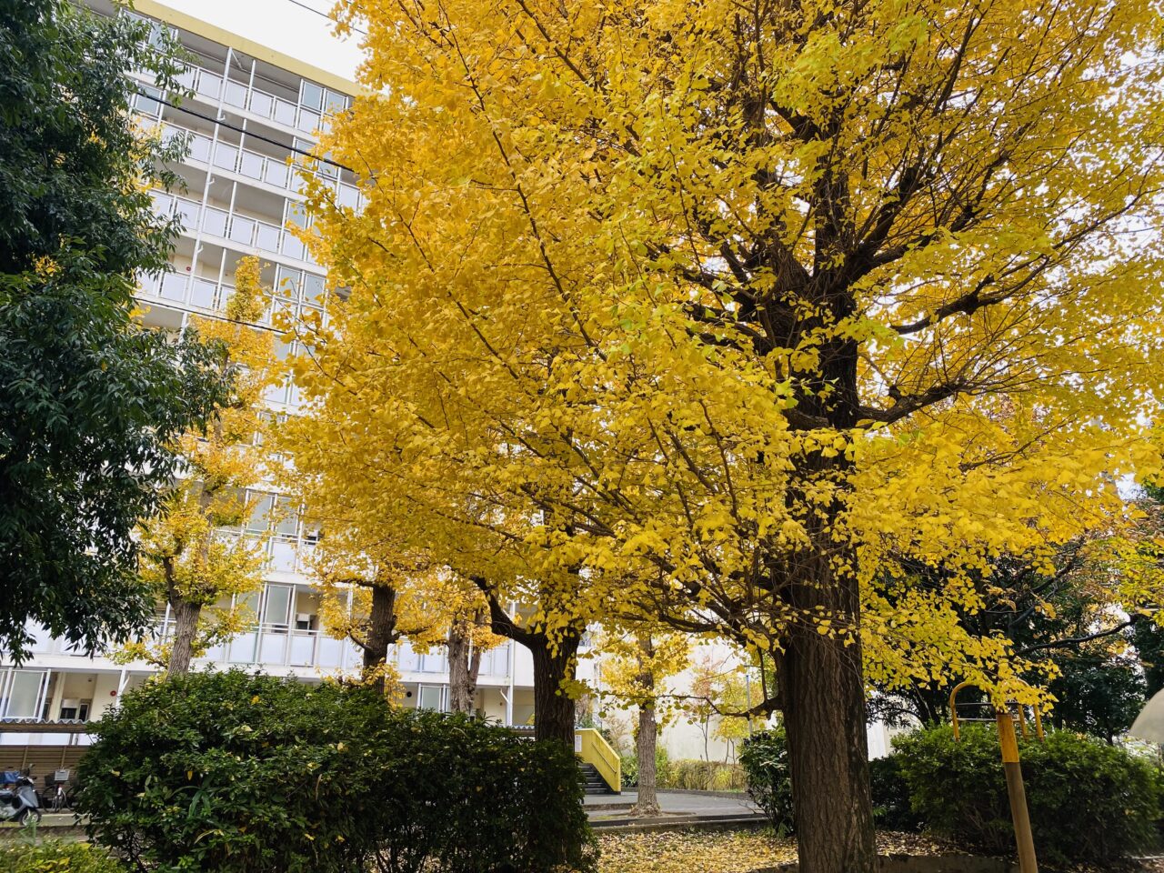 ひばりフェスタ