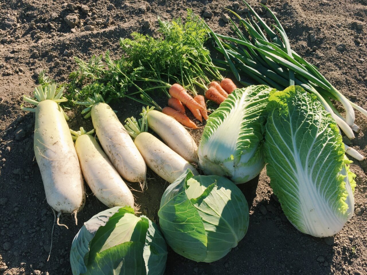 野菜の即売会