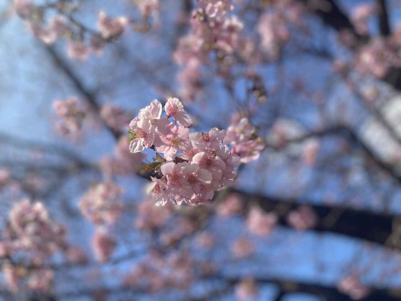 ひなまつりくらふと