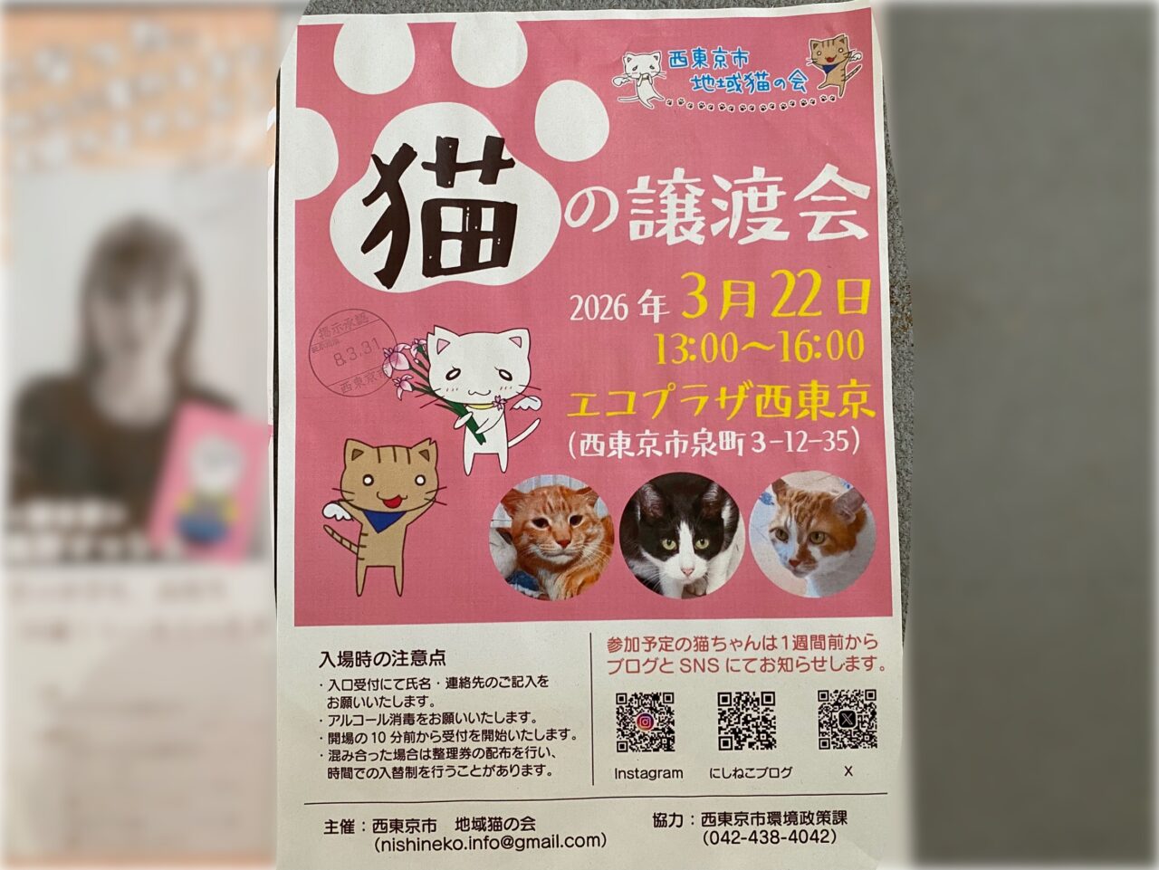 猫の譲渡会