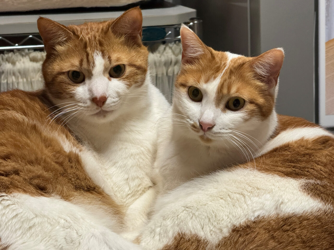 猫の画像